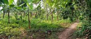 Land for Sale in Kiwenda