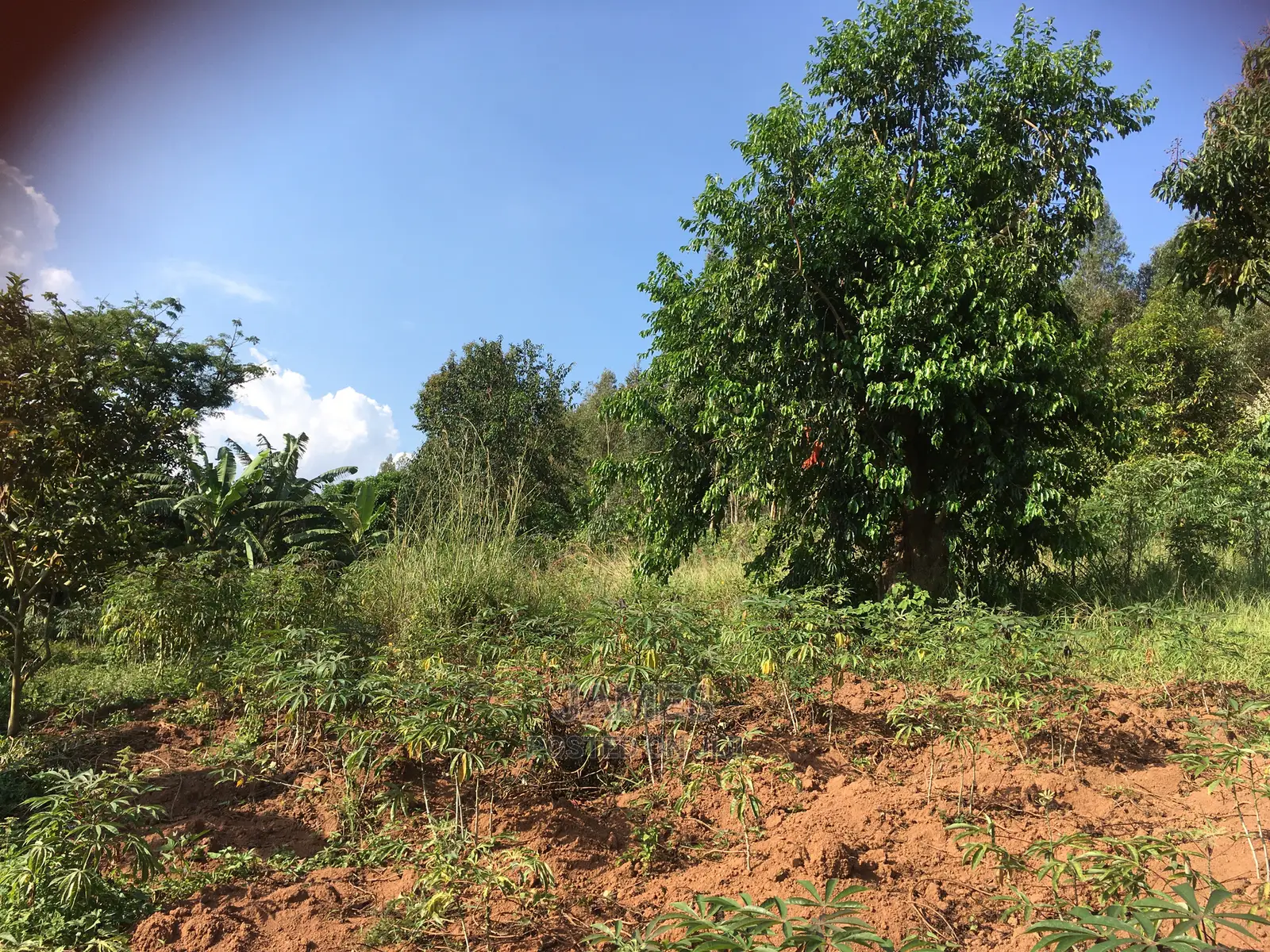 Plot for Sale