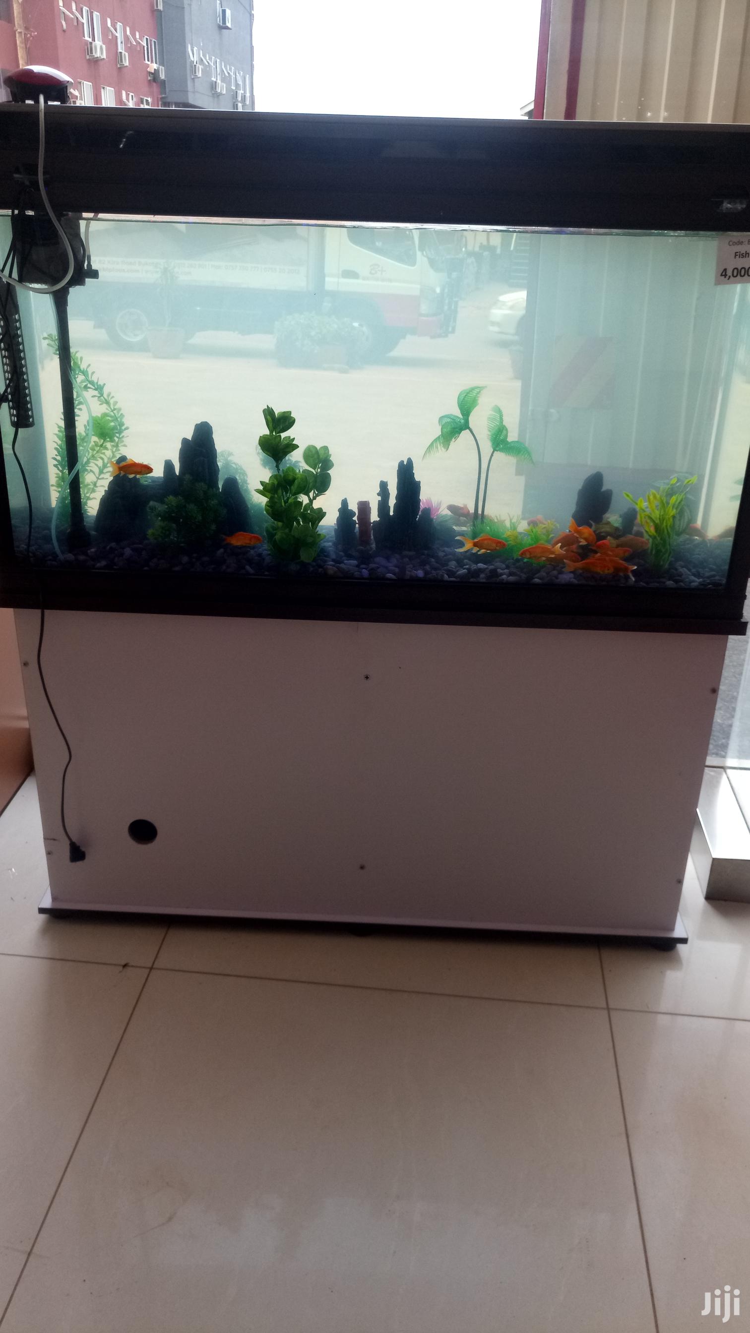 Aquarium in Kampala Fish, Aqua Uganda Jiji.ug
