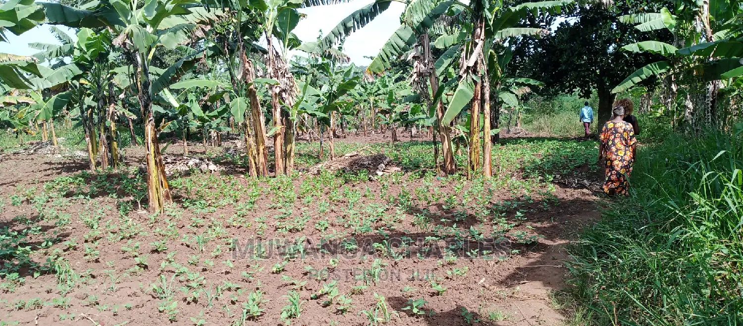 Plot Is Available for Sale in Zirobwe
