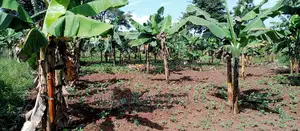 Plot Is Available for Sale in Zirobwe
