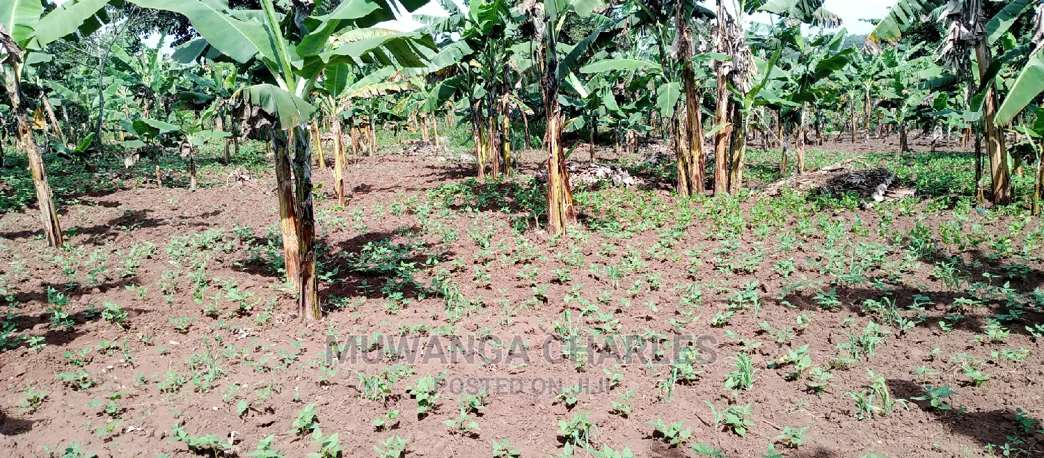 Plot Is Available for Sale in Zirobwe