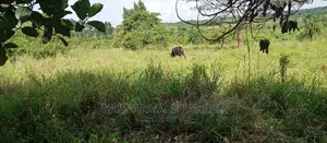 5acres Is Available for Sale in Zirobwe