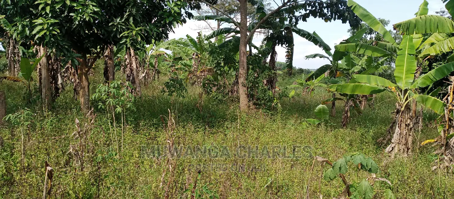5acres Is Available for Sale in Zirobwe
