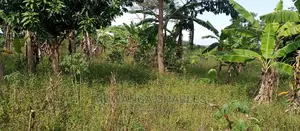 5acres Is Available for Sale in Zirobwe