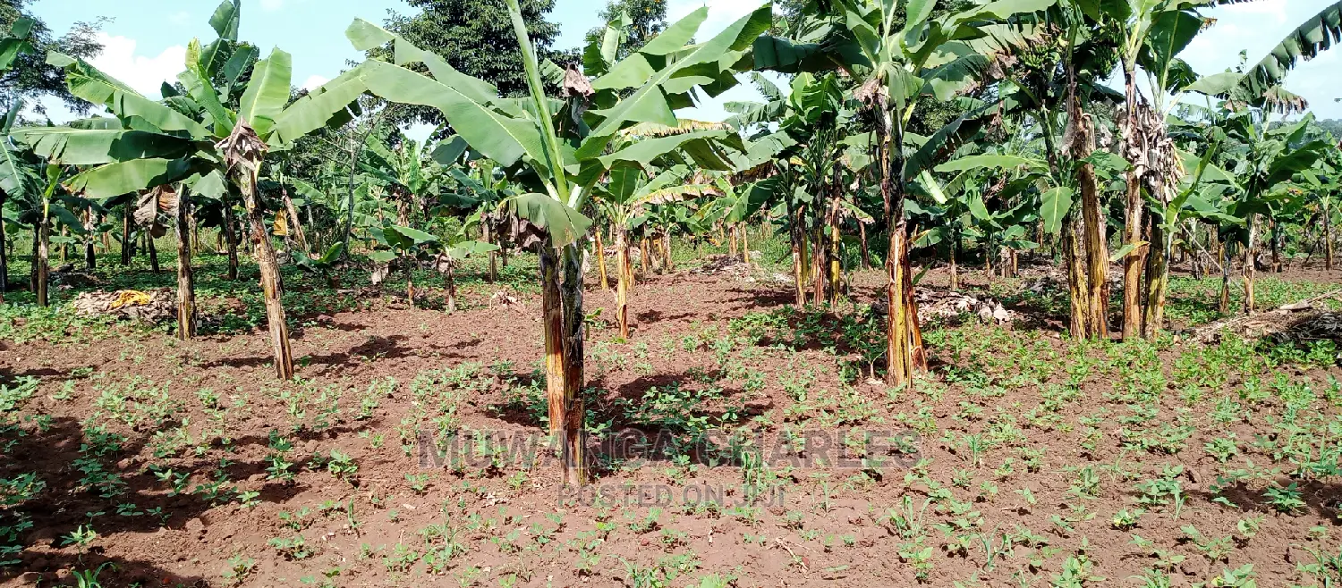 5acres Is Available for Sale in Zirobwe