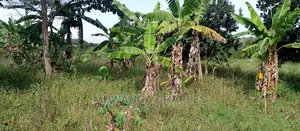 5acres Is Available for Sale in Zirobwe