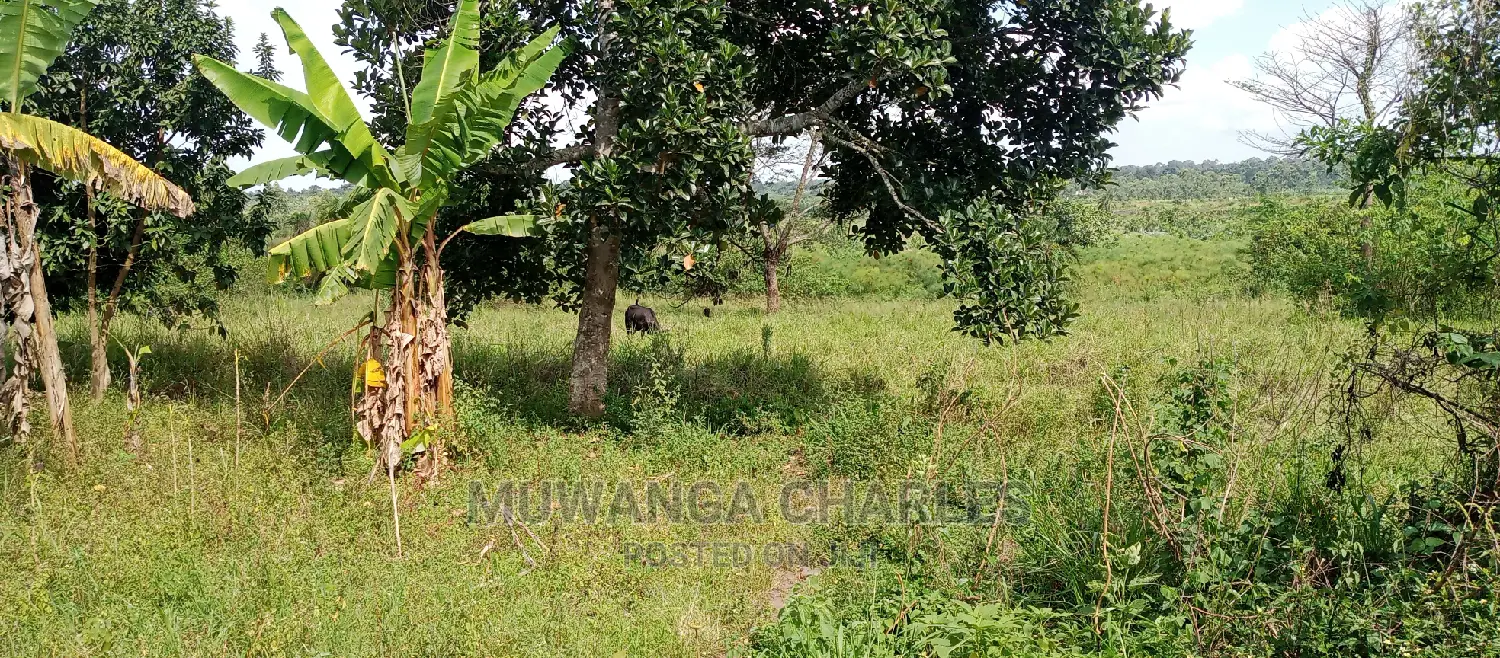 5acres Is Available for Sale in Zirobwe