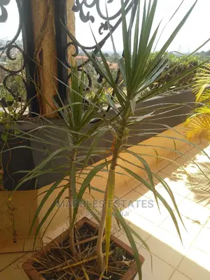 Furnished 3bdrm Apartment in Naguru, Central Division for Rent