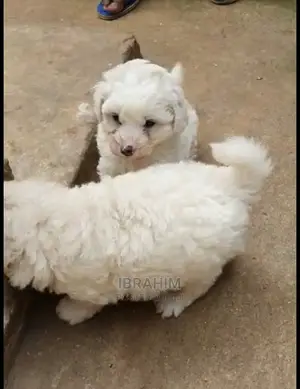 1-3 months Male Purebred Maltese