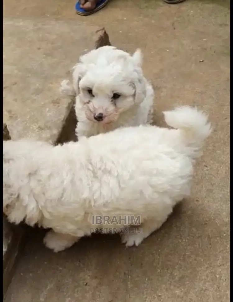 1-3 months Male Purebred Maltese