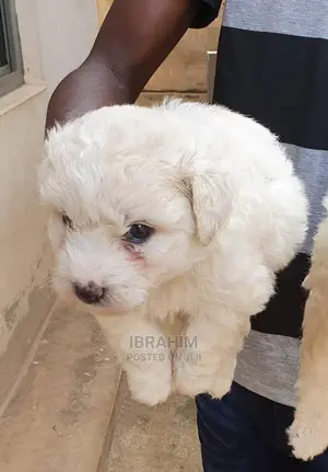 1-3 month Male Purebred Maltese