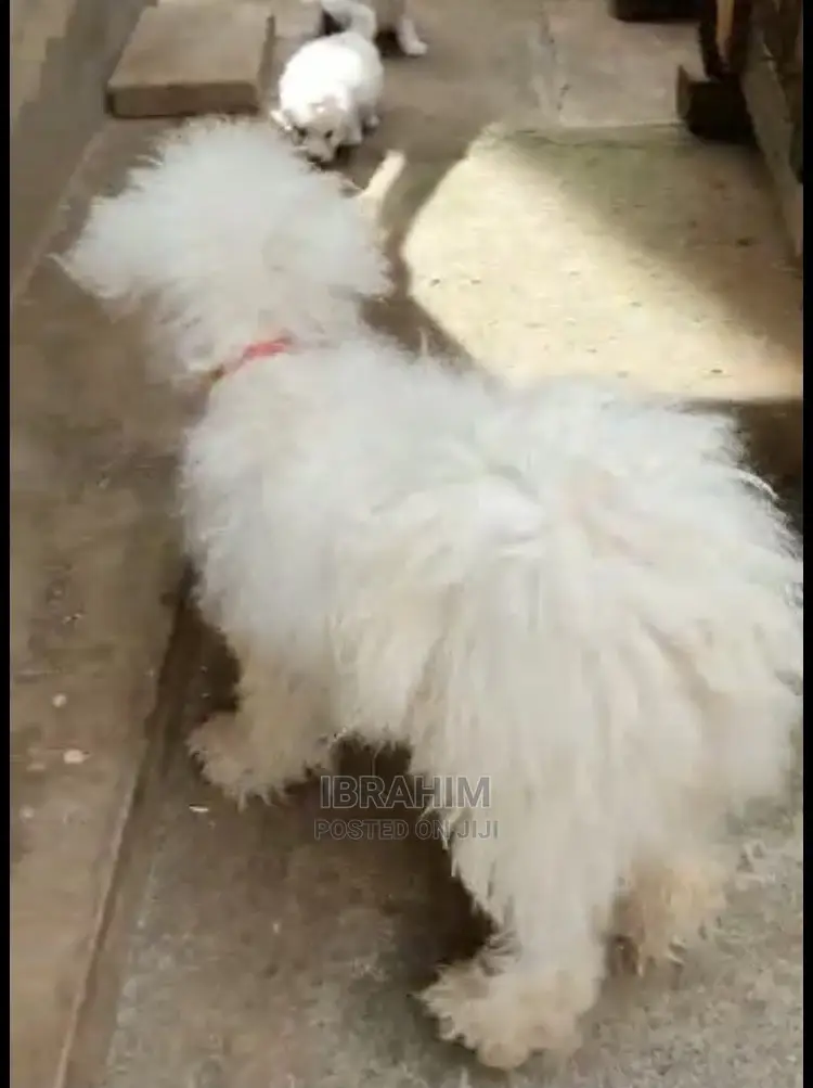 1-3 months Male Purebred Maltese