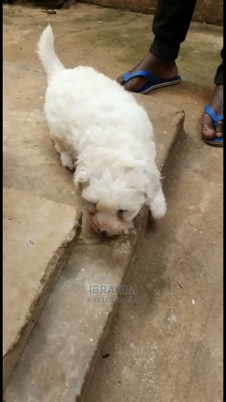 1-3 months Male Purebred Maltese