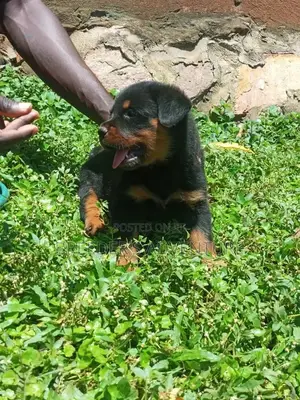 0-1 Month Male Purebred Rottweiler