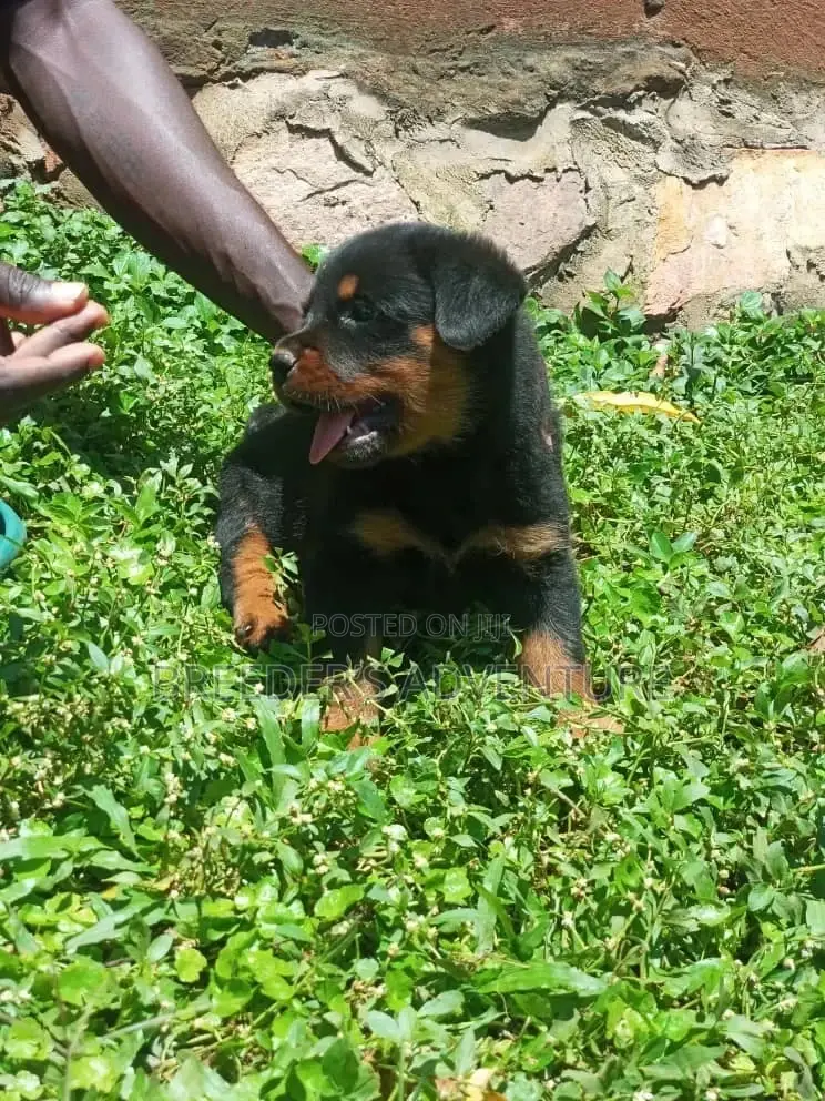 0-1 Month Male Purebred Rottweiler