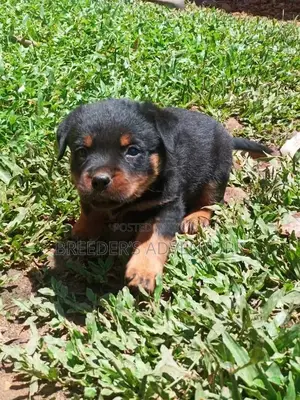 0-1 Month Male Purebred Rottweiler