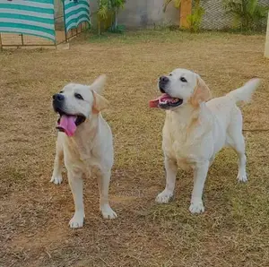 Labrador Retriever Original Puppies