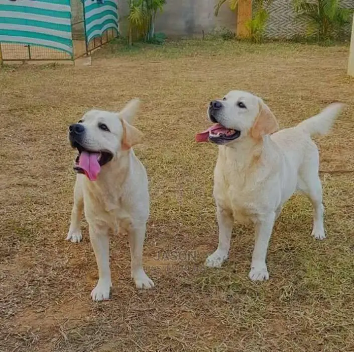 Labrador Retriever Original Puppies