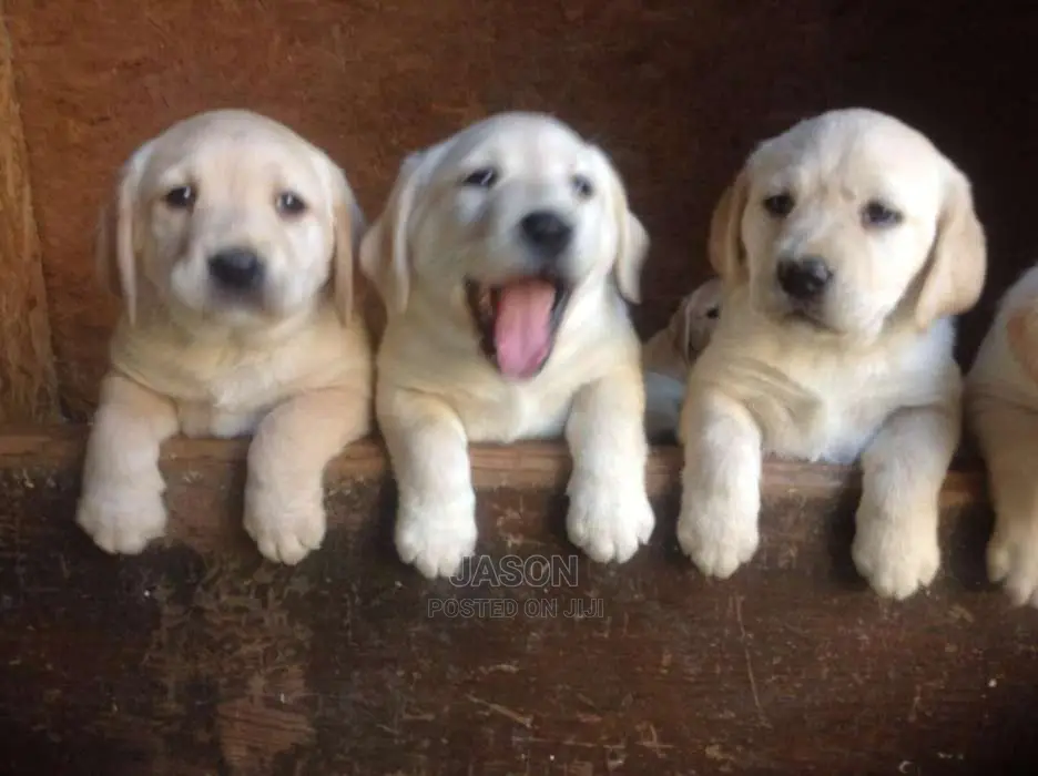 Labrador Retriever Original Puppies