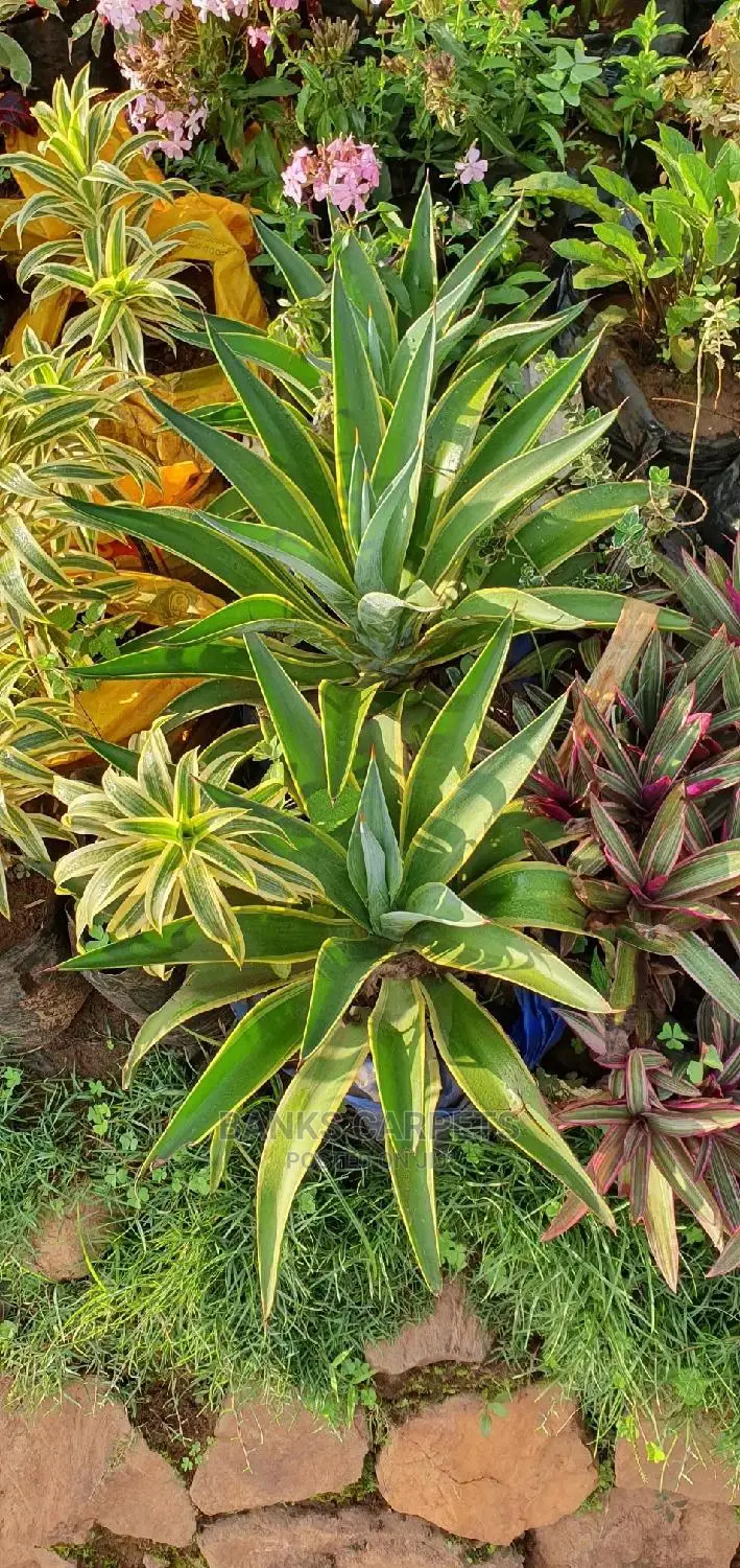 Natural Flowers