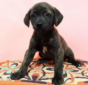 American Terrier Pitbull Puppies