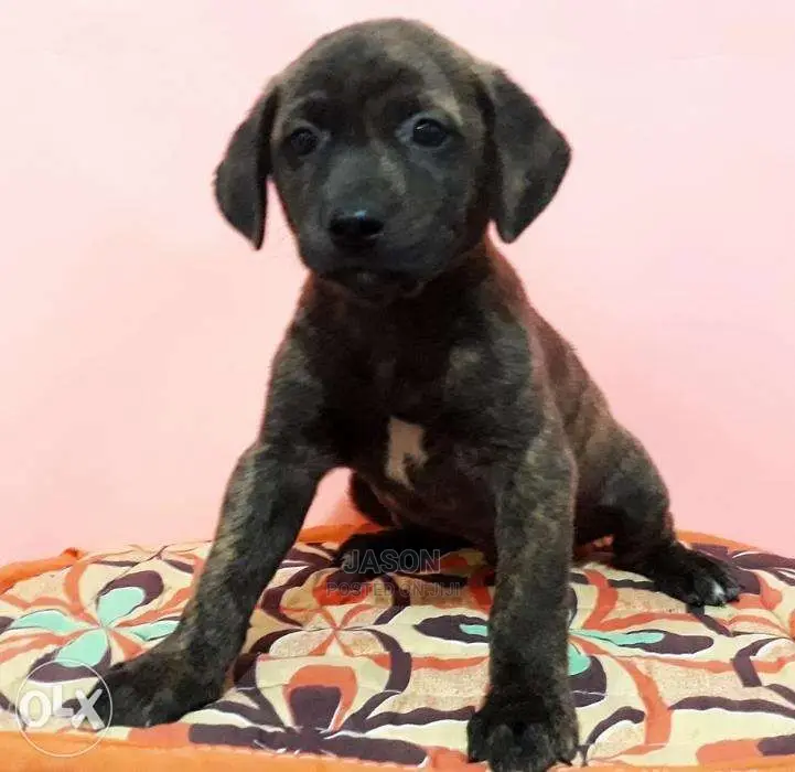 American Terrier Pitbull Puppies