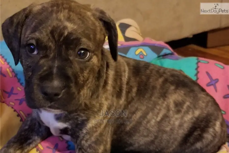 American Terrier Pitbull Puppies