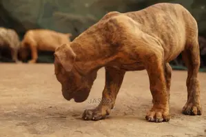 American Terrier Pitbull Puppies