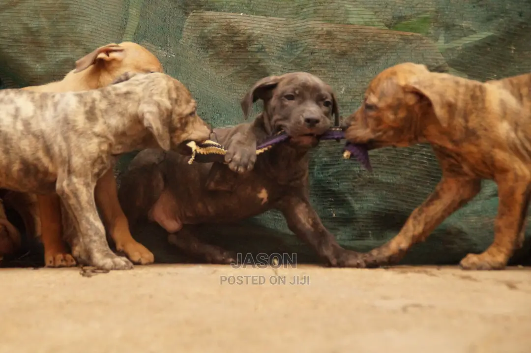 American Terrier Pitbull Puppies