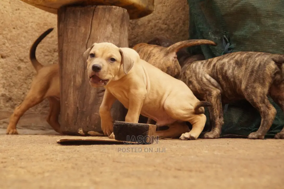 American Terrier Pitbull Puppies