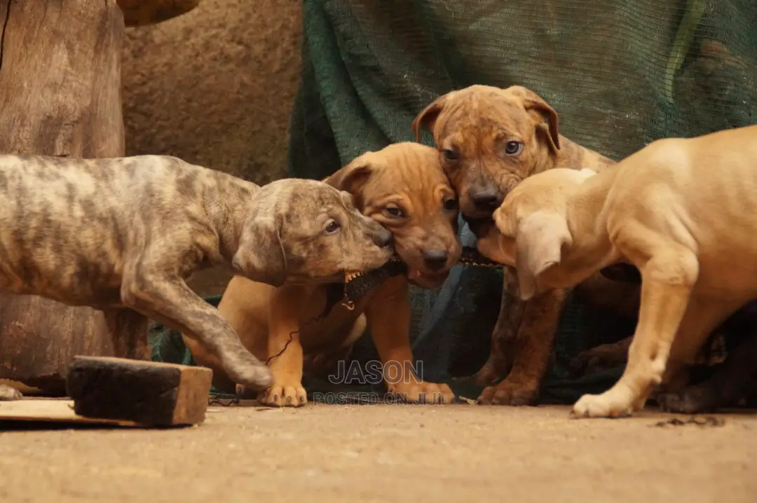 American Terrier Pitbull Puppies