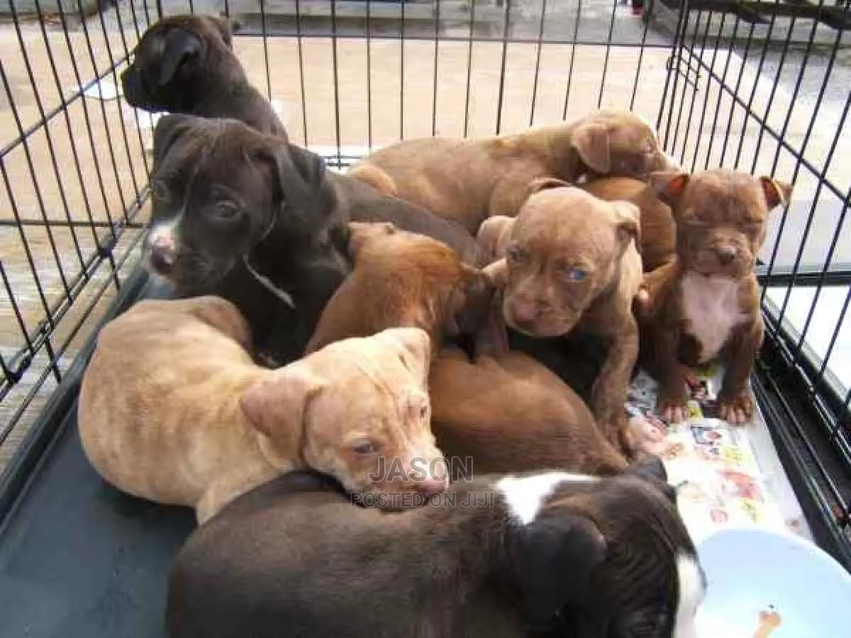 American Terrier Pitbull Puppies