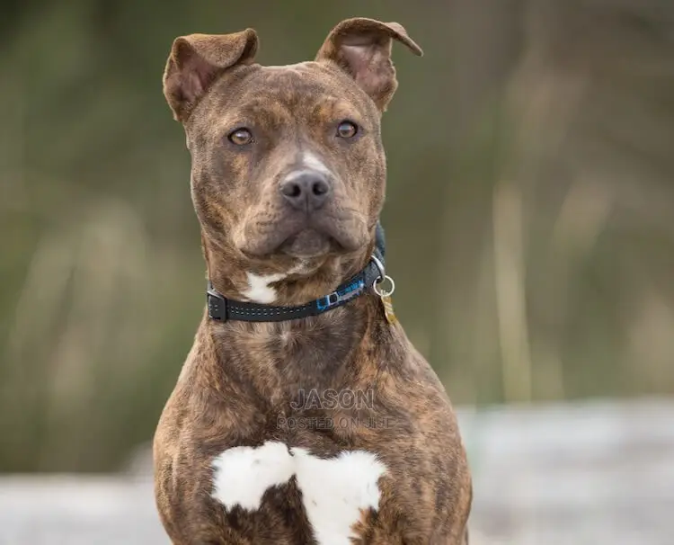 American Terrier Pitbull Puppies
