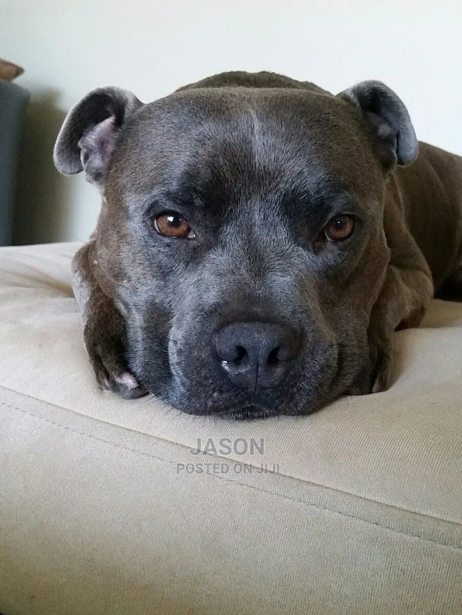 American Terrier Pitbull Puppies