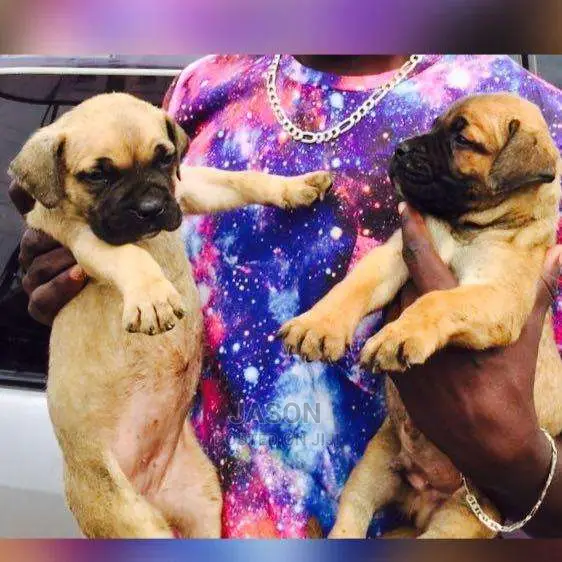 Boerboel Pure Healthy Puppies