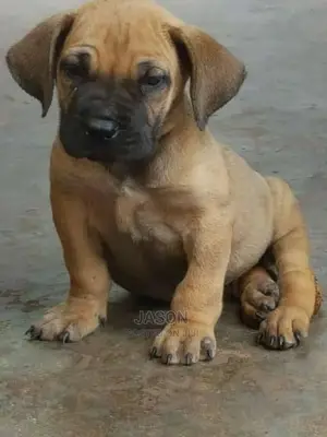 Boerboel Pure Healthy Puppies