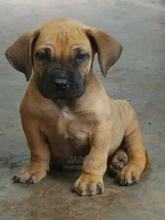 Boerboel Pure Healthy Puppies