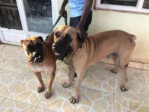 Boerboel Pure Healthy Puppies