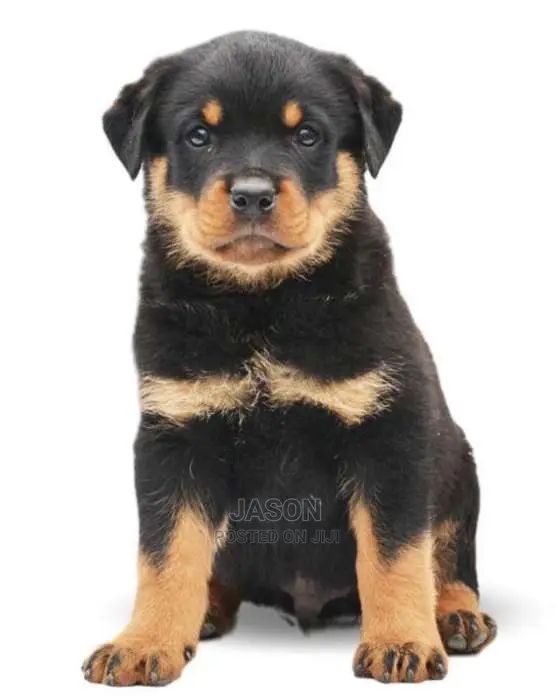 Rottweiler Original Puppies