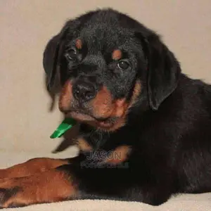 Rottweiler Original Puppies