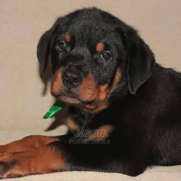 Rottweiler Original Puppies