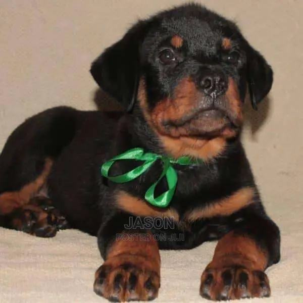 Rottweiler Original Puppies