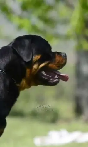 Rottweiler Original Puppies