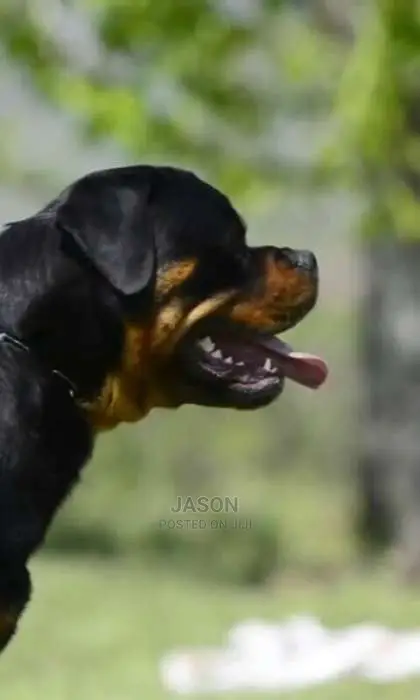 Rottweiler Original Puppies
