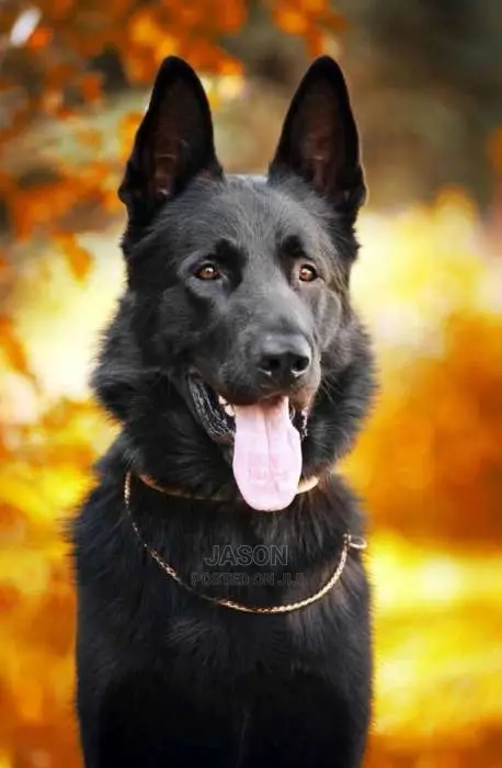 Solid Black Male German Sherperd