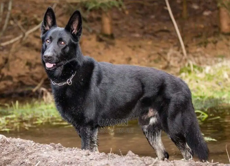 Solid Black Male German Sherperd