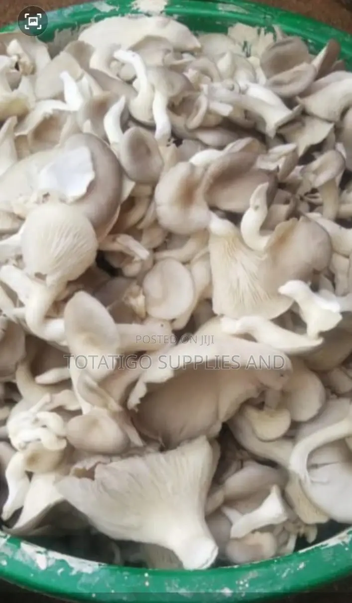 Ayster Mushrooms 1kg