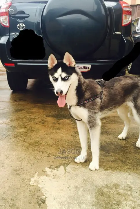 Siberian Husky Puppies