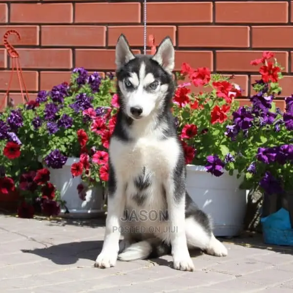 Siberian Husky Puppies